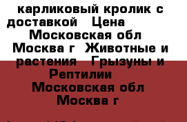 карликовый кролик с доставкой › Цена ­ 1 000 - Московская обл., Москва г. Животные и растения » Грызуны и Рептилии   . Московская обл.,Москва г.